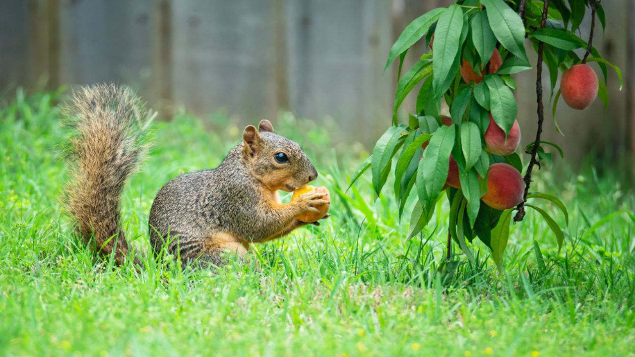 Hungry Squirrel (Sciurus niger) eating peach fruit under the tree in the garden