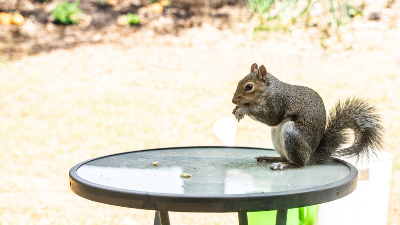 In a backyard, a squirrel with round eyes hangs out. During the summer in Georgia, USA, he is also hunting for food. Noone can touch the squirrel but can give food such as peanut, cashew, nuts, seeds