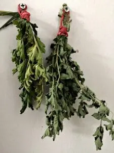 Parsley and oregano hanging to dry