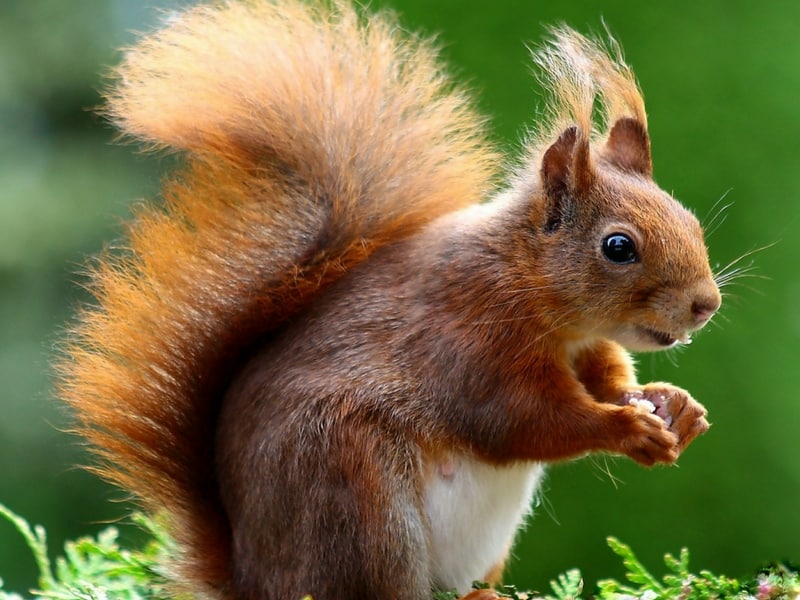 Squirrel in the garden