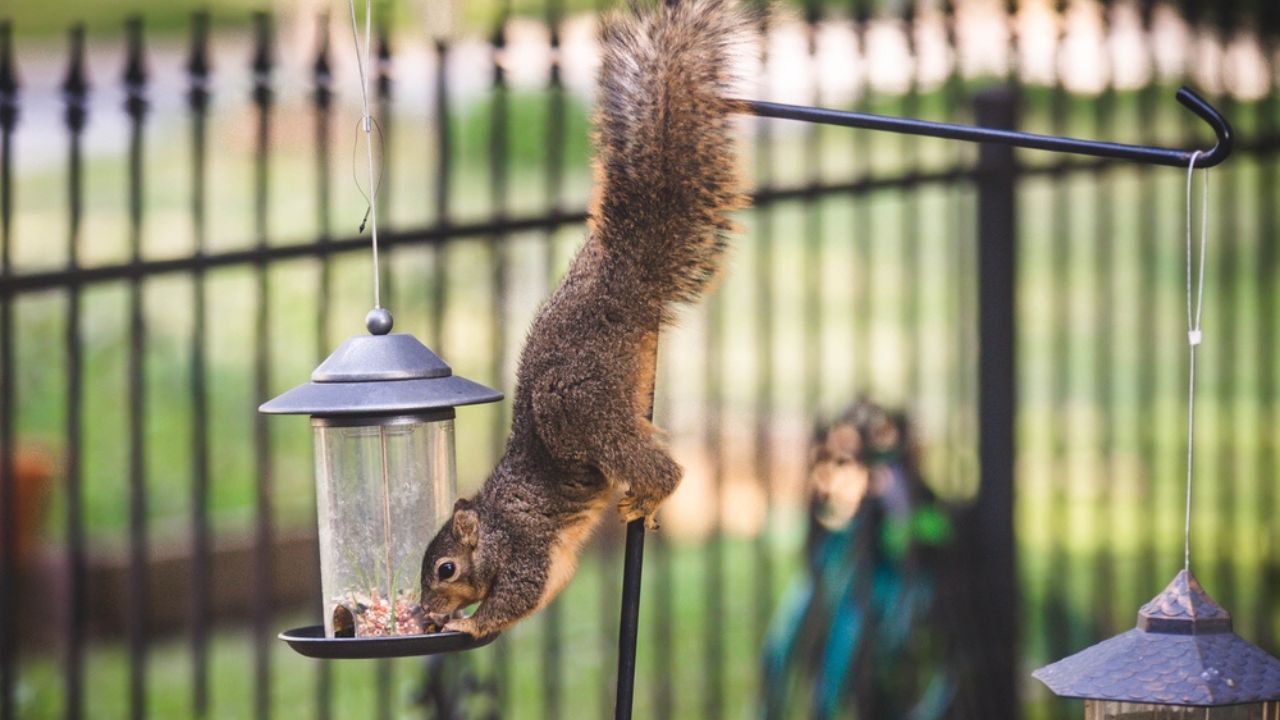 Squirrel outside on bird feeder