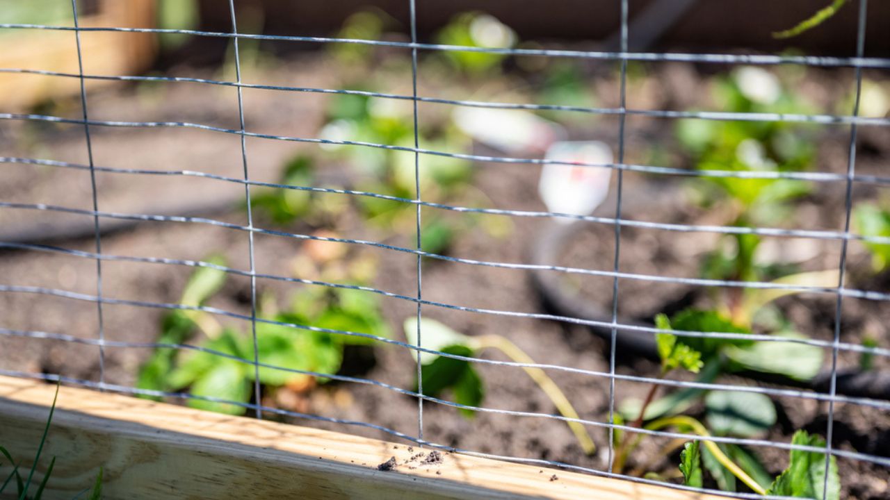 chicken wire garden