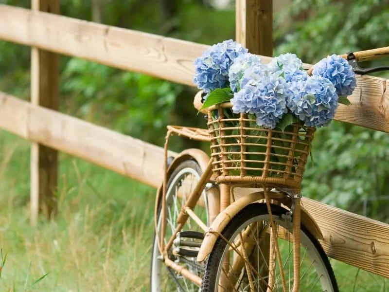 A basket filled with blue hydrangea flowers, stitting on a bike by a fence. 