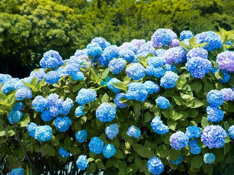 Gorgeous blue hydrangea bush