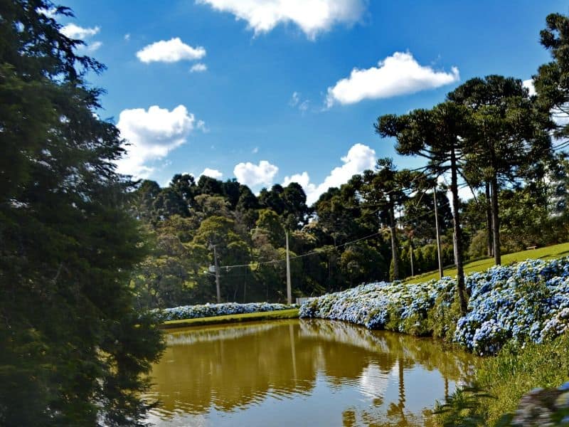 Blue hydrangeas by a lake