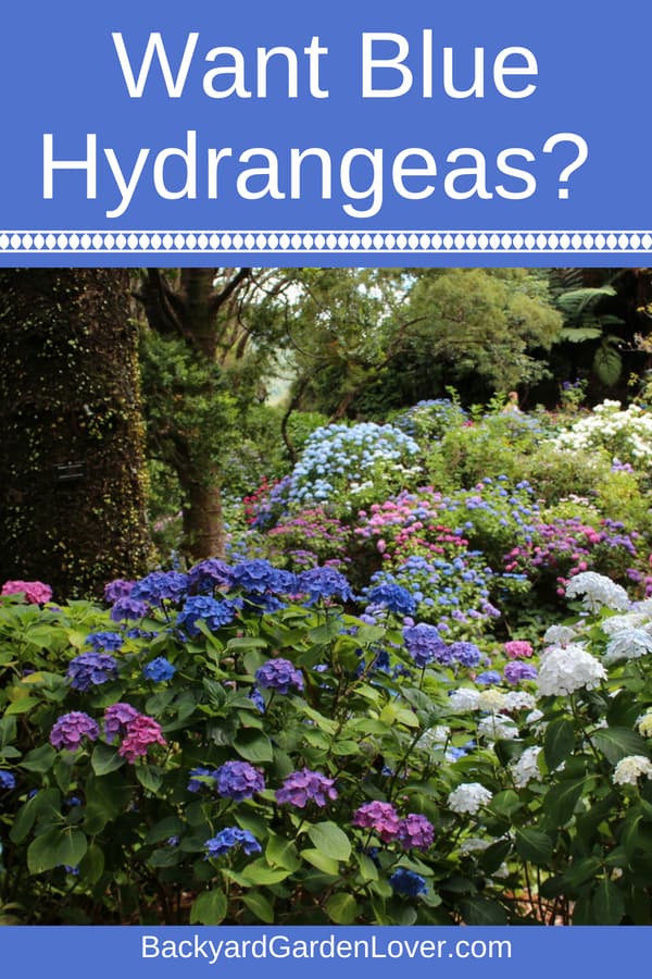 Beautiful hydrangea flowers
