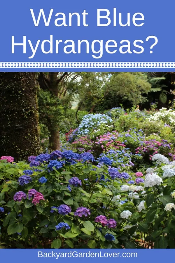 Beautiful hydrangea flowers
