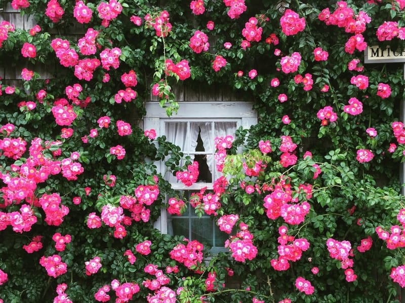 Beautiful pink roses cascading over a white window, giving a cottage garden look