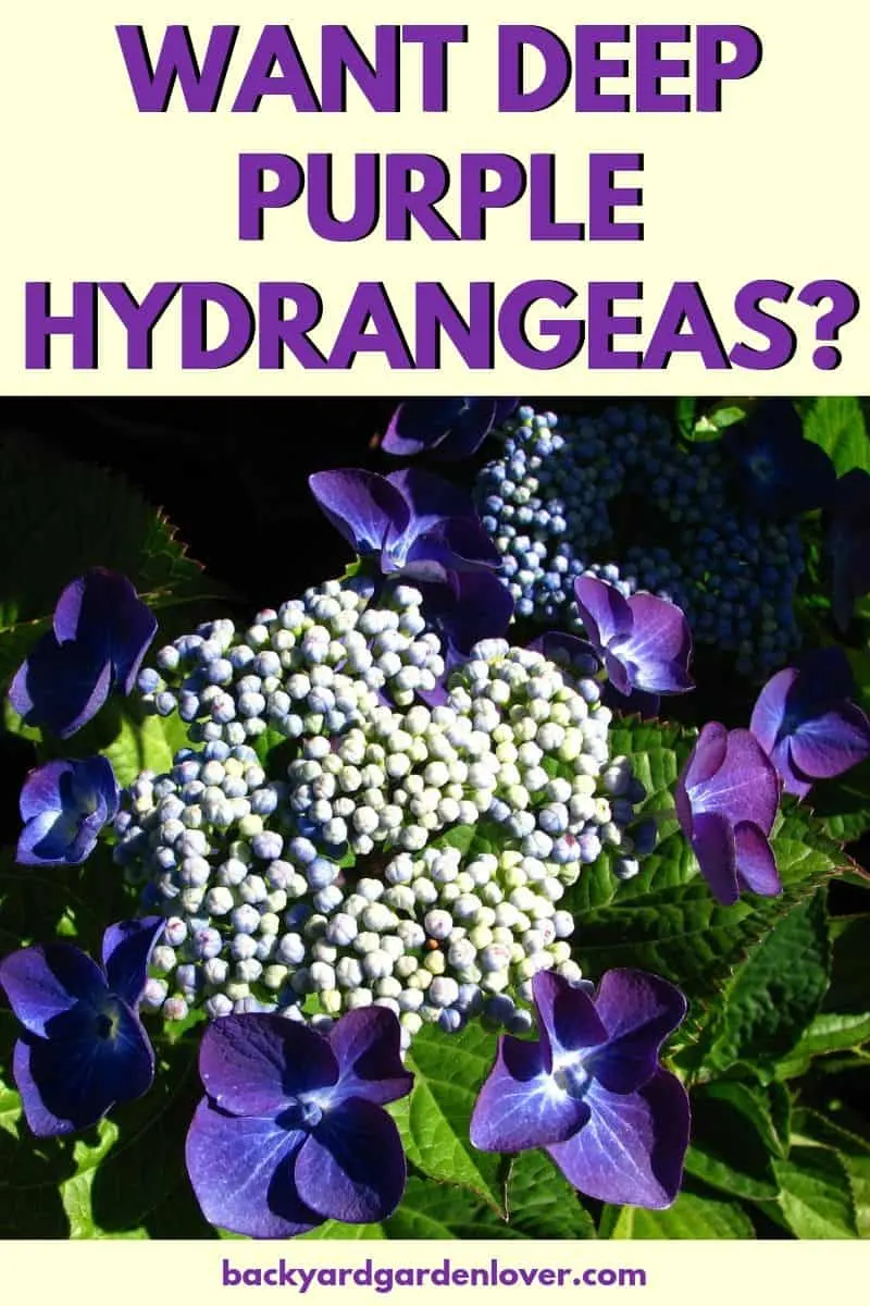 Purple hydrangea flowers