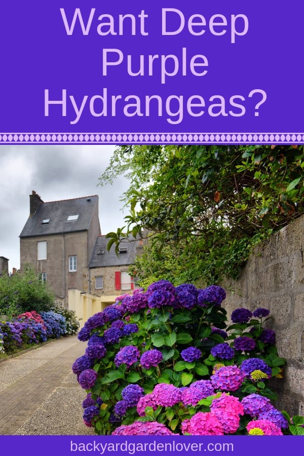 Hydrangea bushes lining a street