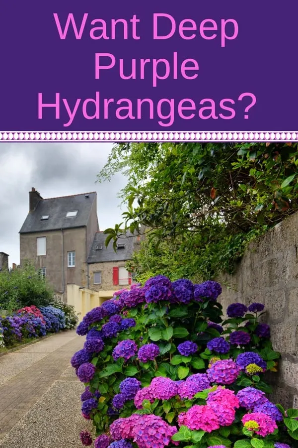 Purple hydrangeas in front of stone buildings 