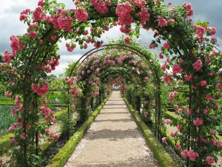 Front Yard Rose Garden