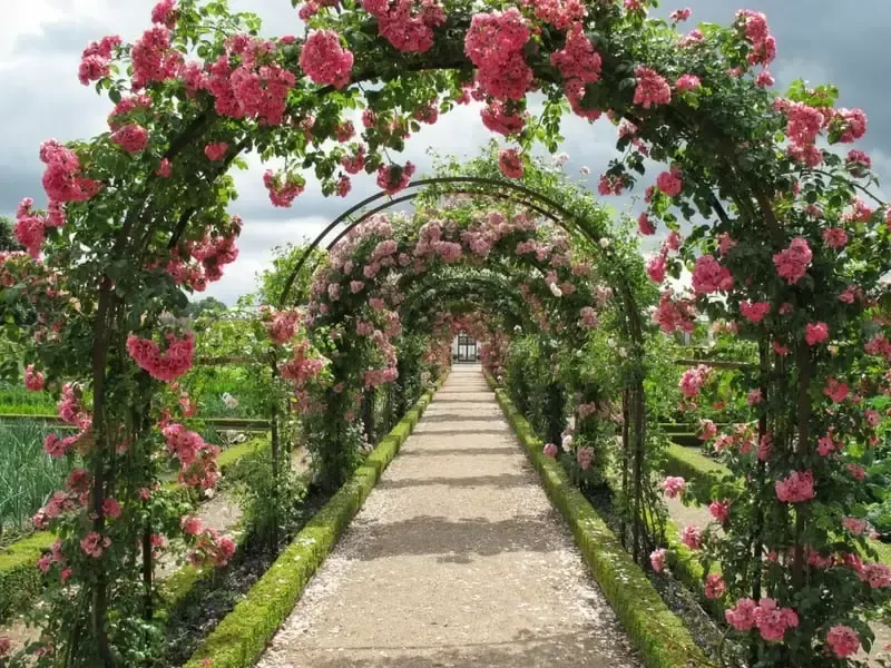 Climbing roses forming a beautiful arch over the pathway