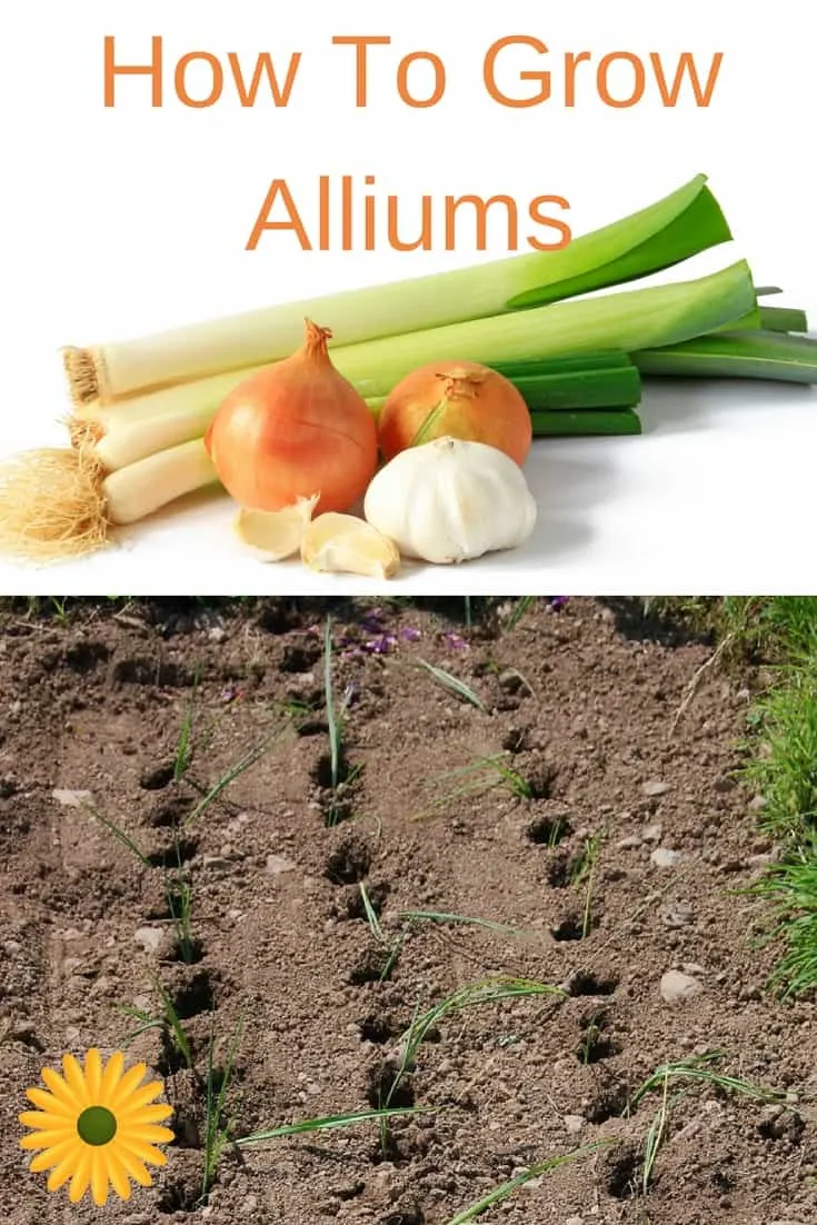 All you need to know about growing Alliums