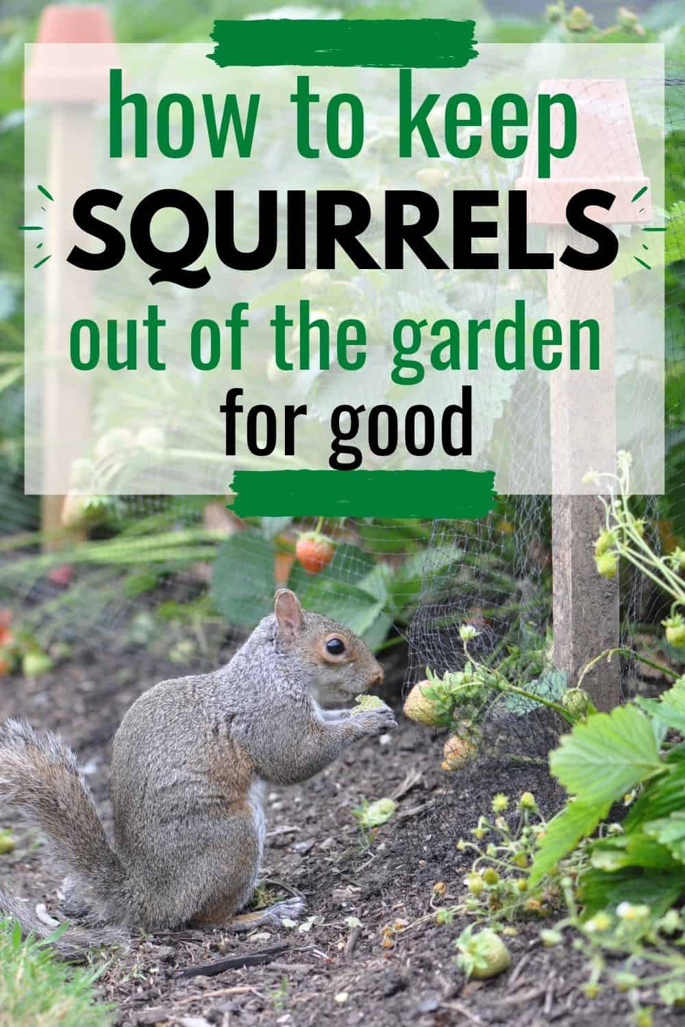How To Keep Squirrels Out Of The Garden For Good how-to-keep-squirrels-out-of-the-garden-for-good