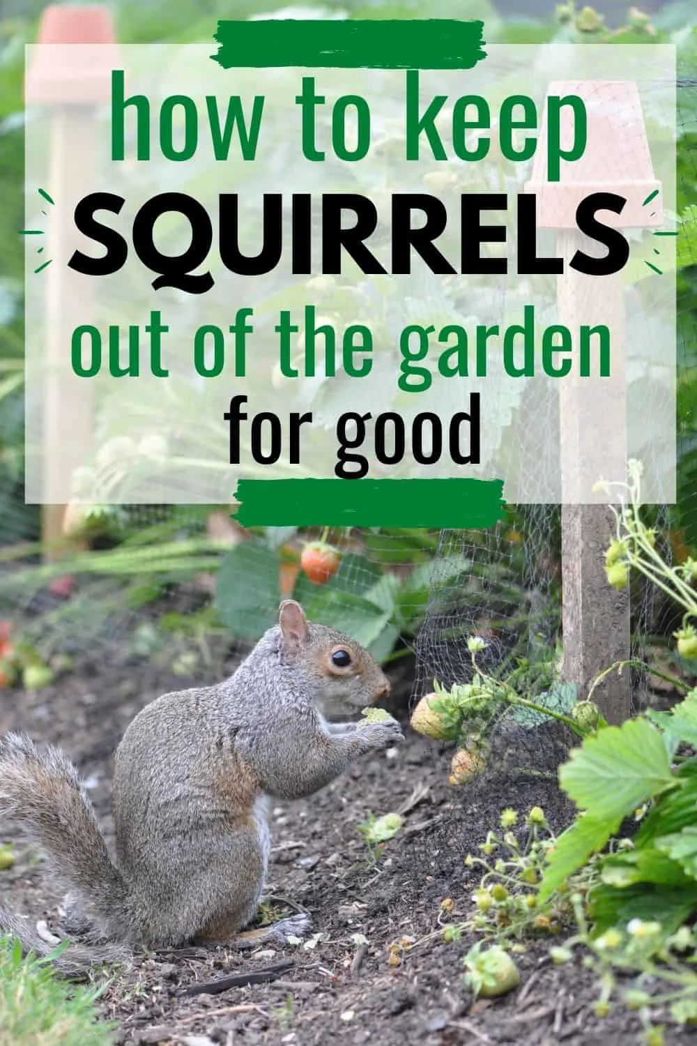 How to keep squirrels out of the garden for good