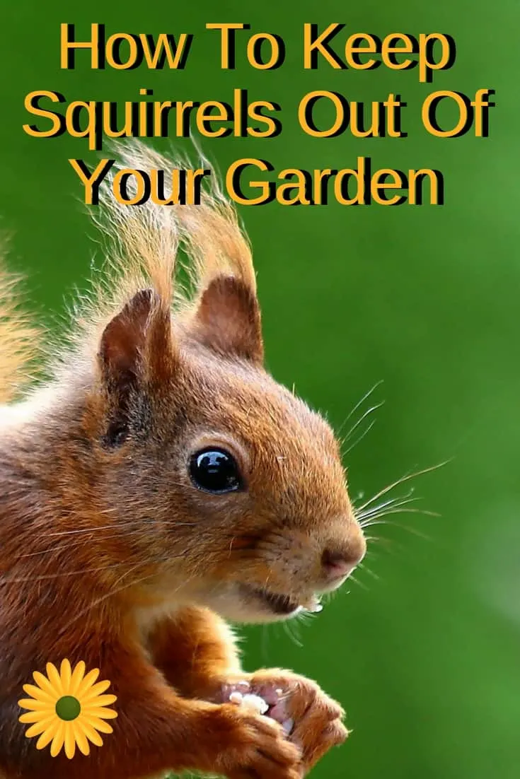 Here are a few suggestions for learning how to keep squirrels out of the garden
