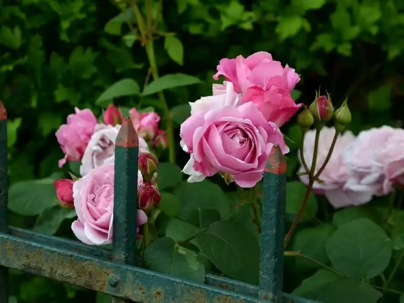 Pink roses peeking out from a white garden fence