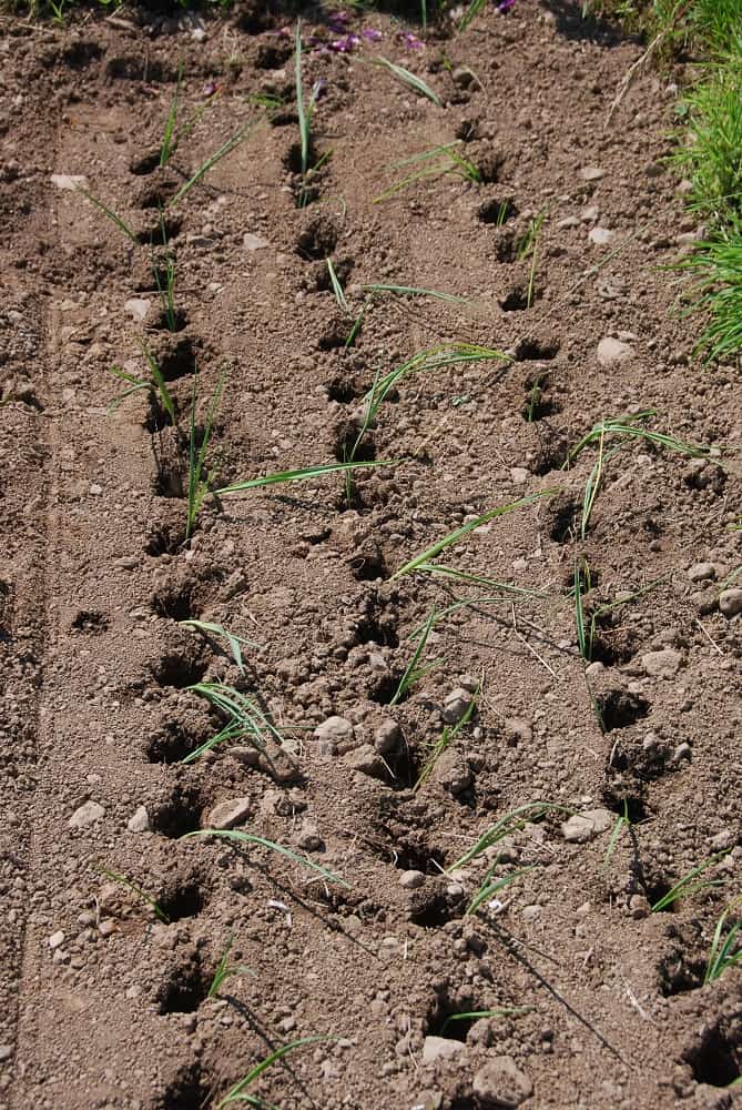 Preparing the soil for planting alliums