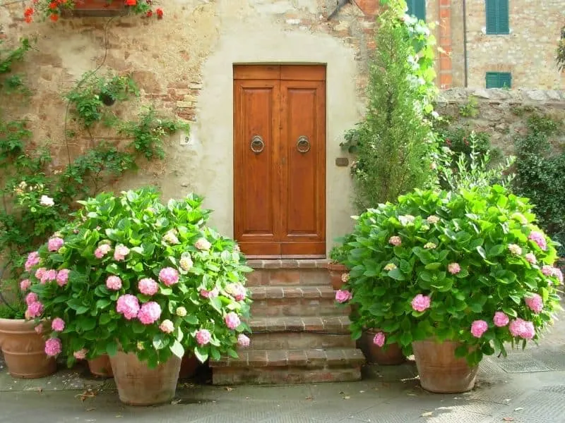 Potted pink hydrangeas by the entrance of the house