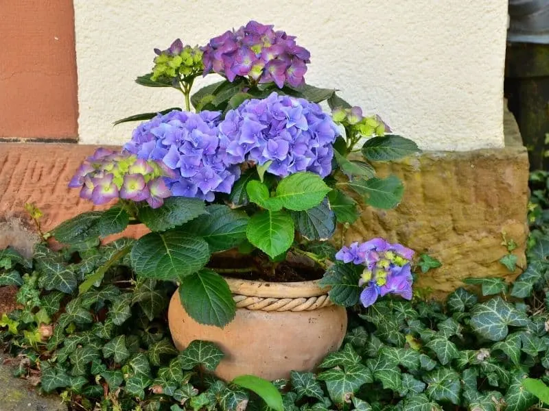 Potted purple hydrangea