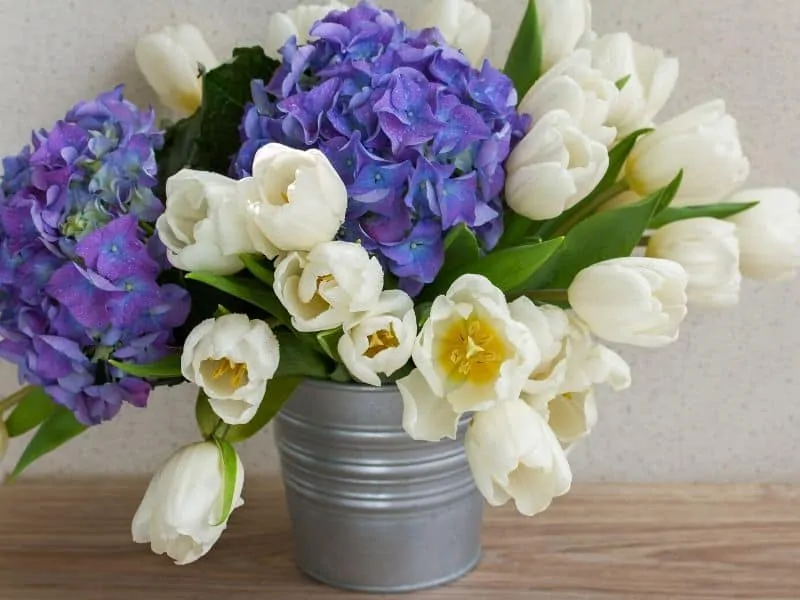 Purple hydrangeas and white tulips in a metal pail