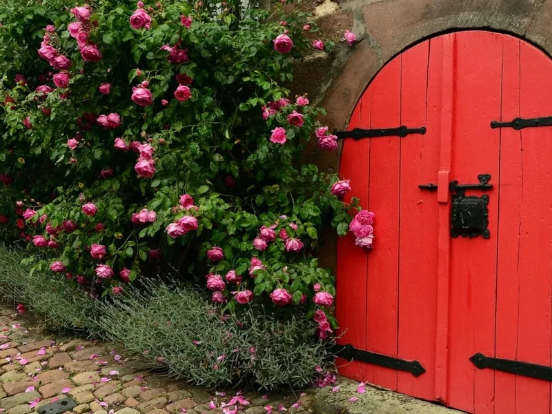 Red roses bush by a beautiful garden door