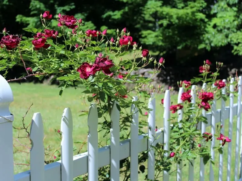 Red roses against a white fence