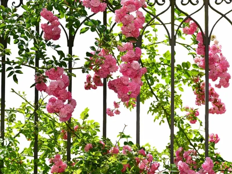 Romantic rose blooms climbing up an iron fence