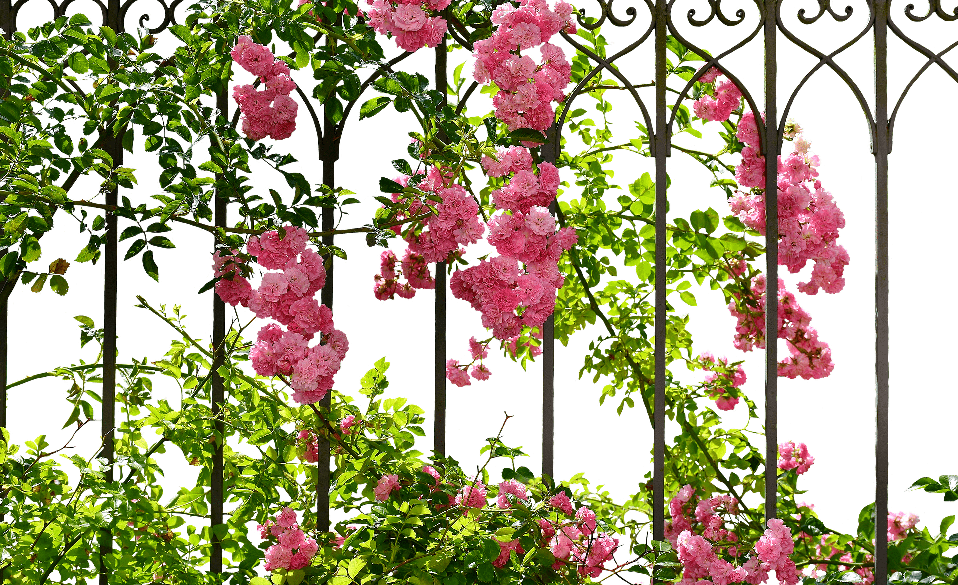 Front Yard Rose Garden
