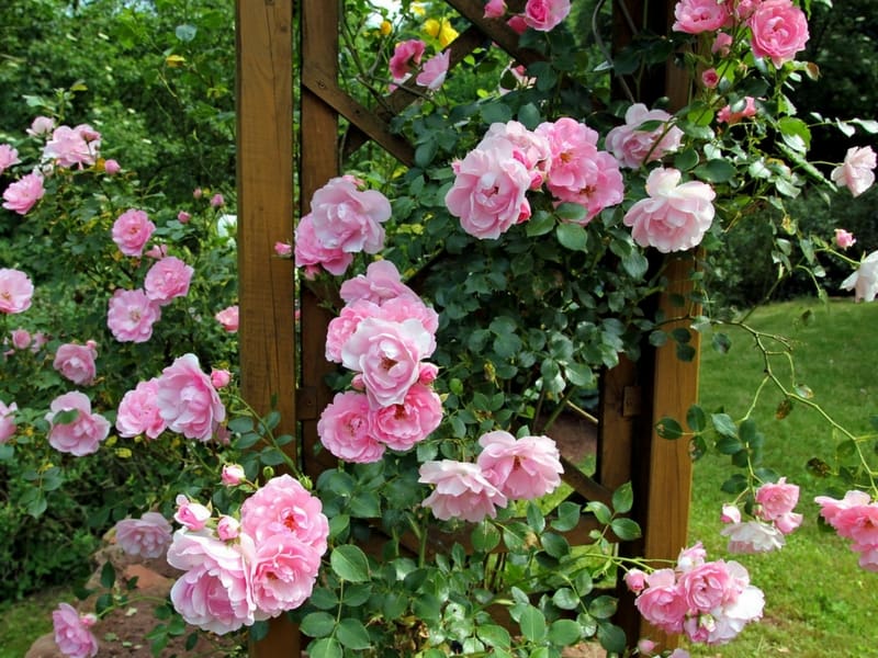 Rose buds in front of a summer pavilion