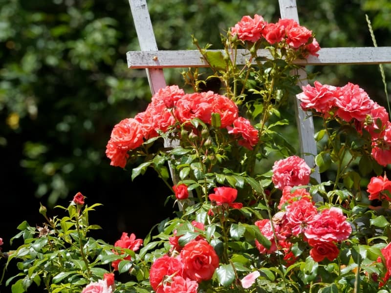 Roses growing up on a trellis