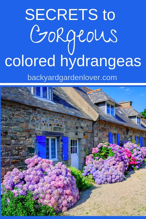 Light purple hydrangea bushes in front of a stone building with bright blue shutters