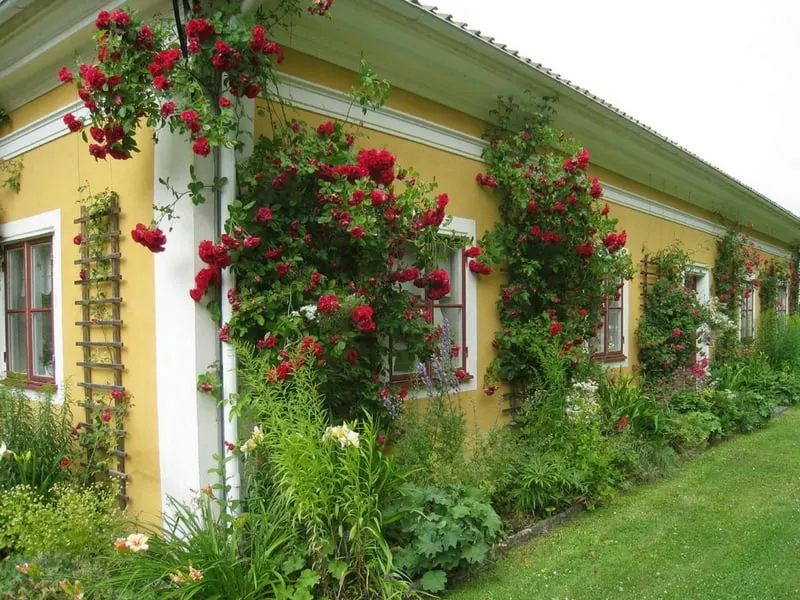 Countryside roses in Sweeden