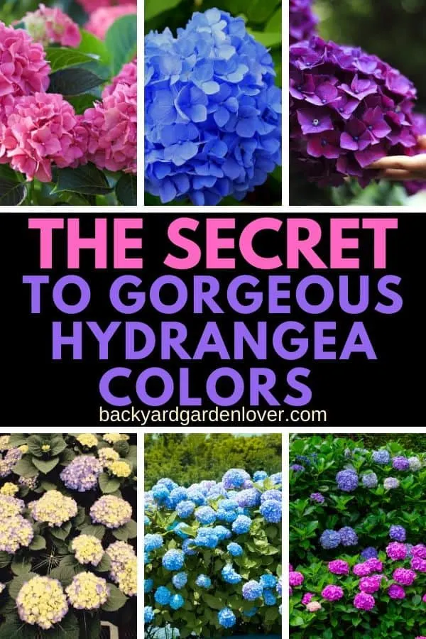 The secret to gorgeous hydrangea colors - Pinterest image