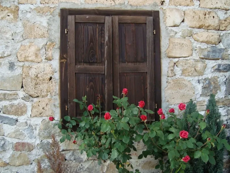 Roses framing an old wall window