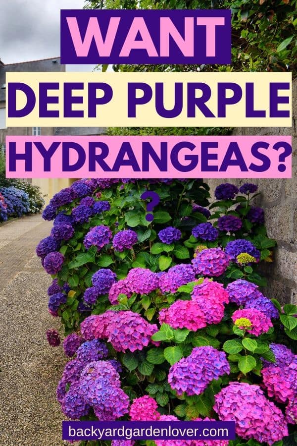 Want deep purple hydrangeas? - Pinterest image