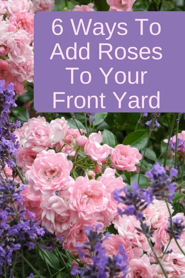 6 ways to add roses to your front yard