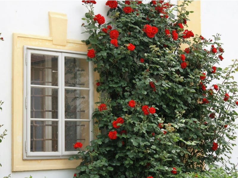 Gorgeous red roses bush against a yellow framed window