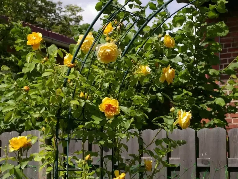 Beautiful arch made of yellow roses going over a fence