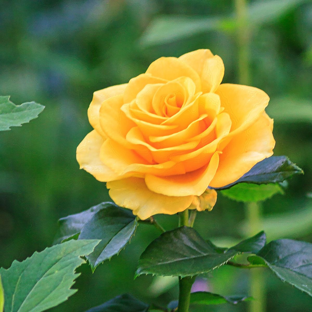 yellow rose flower.