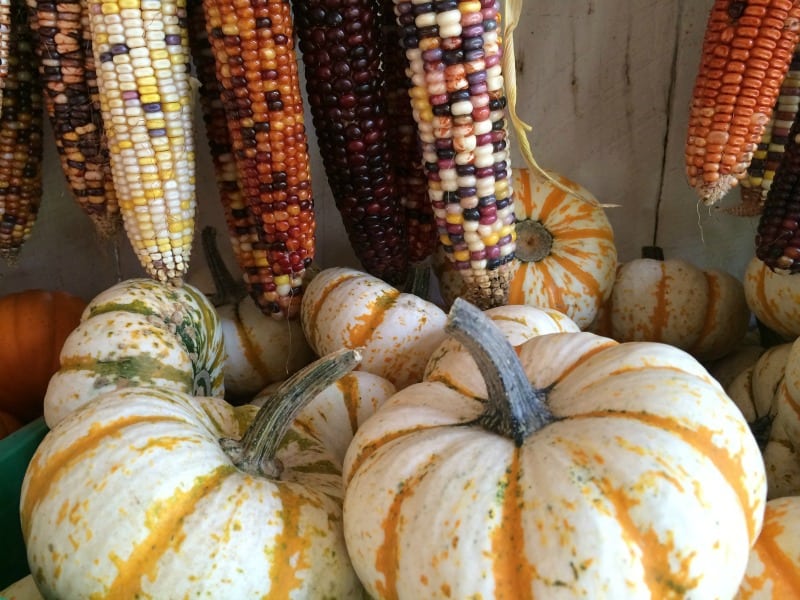 Corn and squash harvest