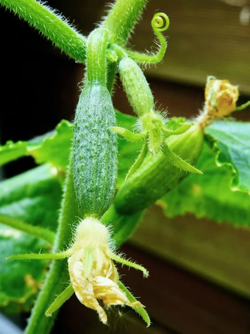 Cucumbers on vine