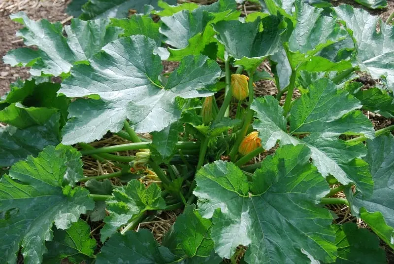 Zucchini plant with flowers