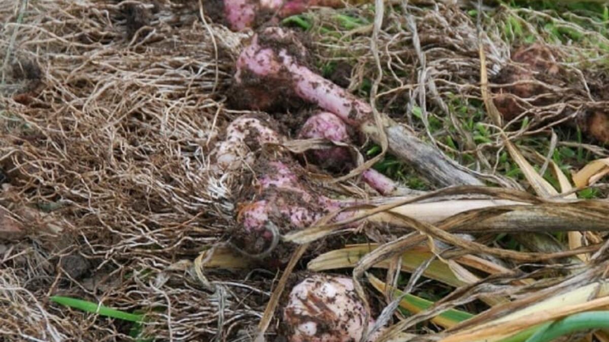 freshly harvested garlic.