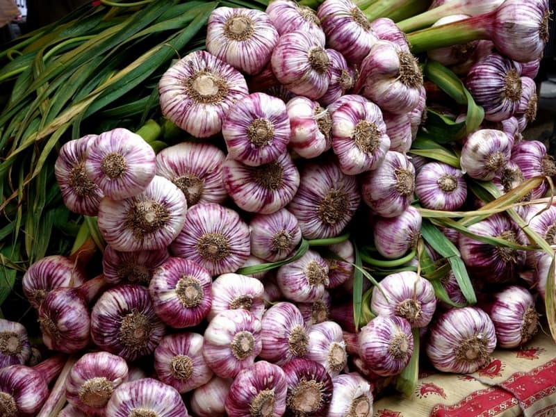 garlic bounty from the garden