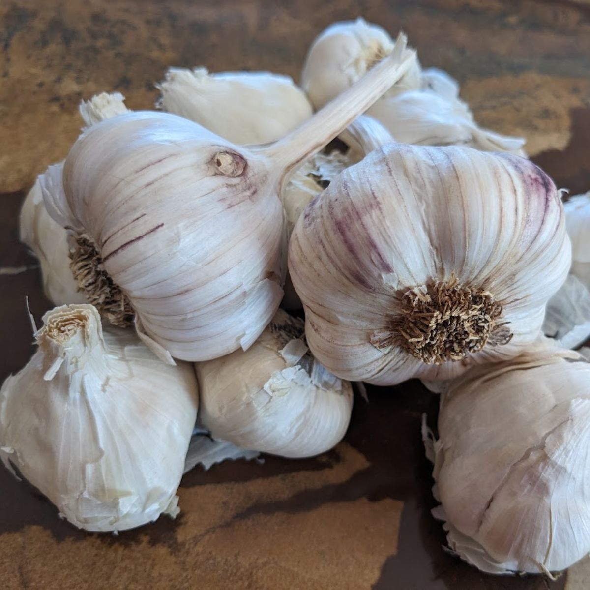 garlic head on my table.
