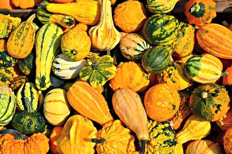 Beautiful selection of gourds