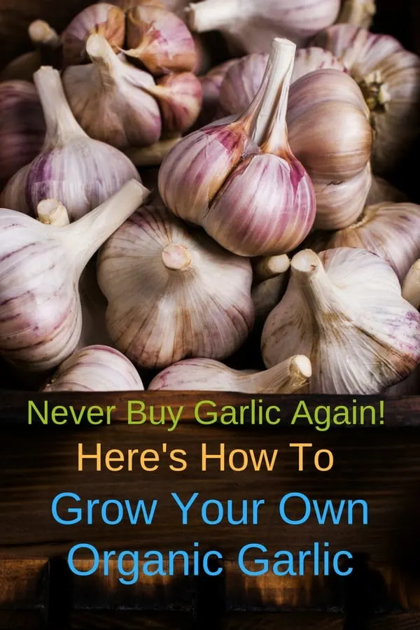 a bunch of garlic heads