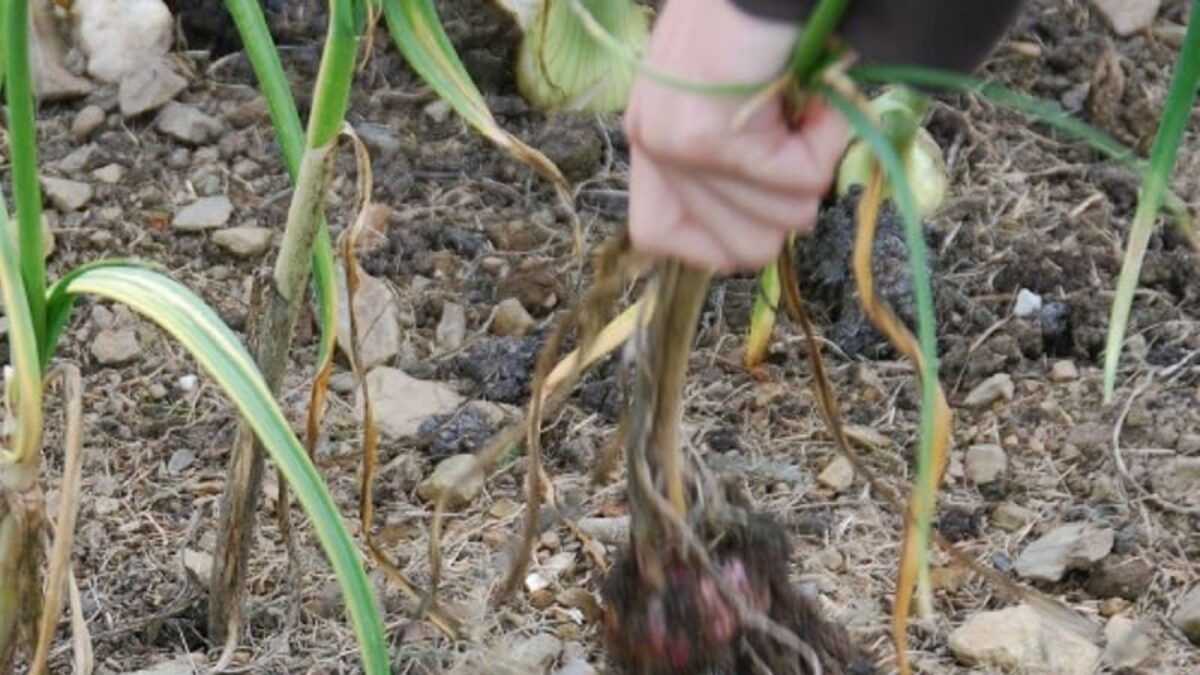 harvesting garlic
